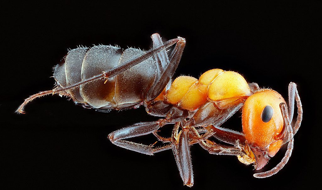 Ant Control service in Lee's Summit, MO
