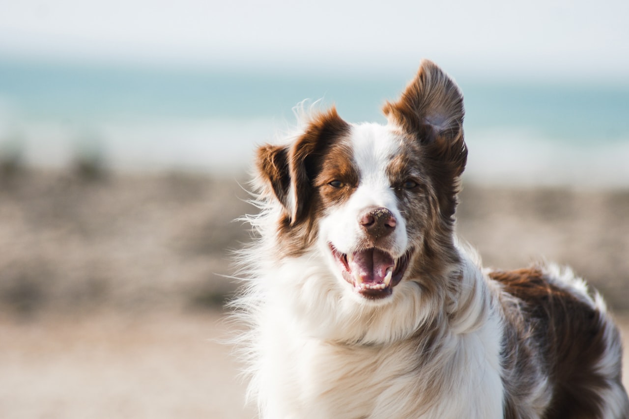 Flea & Tick Control service in Lee's Summit, MO