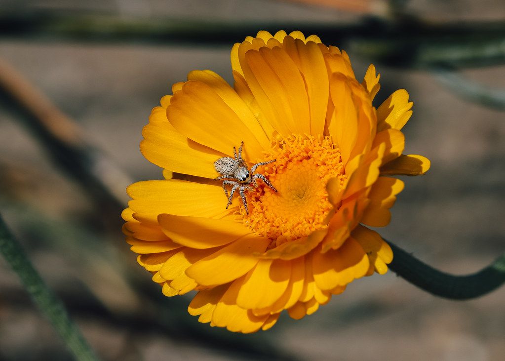 Spider Control service in Lee's Summit, MO